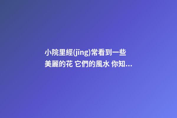小院里經(jīng)常看到一些美麗的花 它們的風水 你知道多少